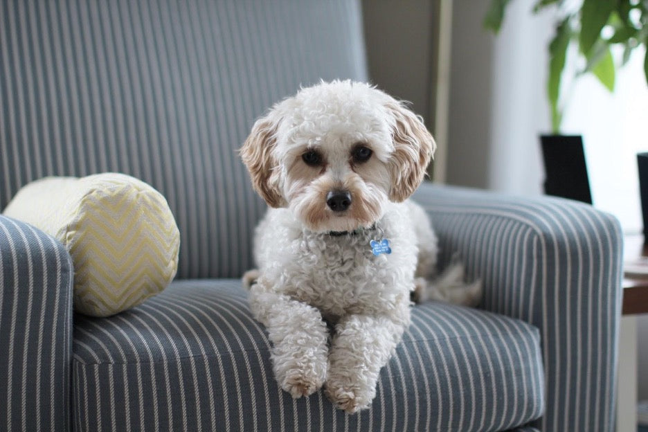 How to Choose Pet-Friendly Furniture?